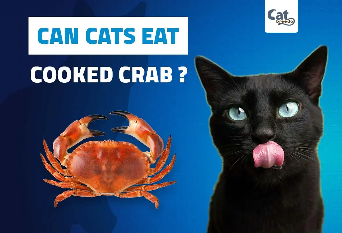 Can Cats Eat Cooked Crab