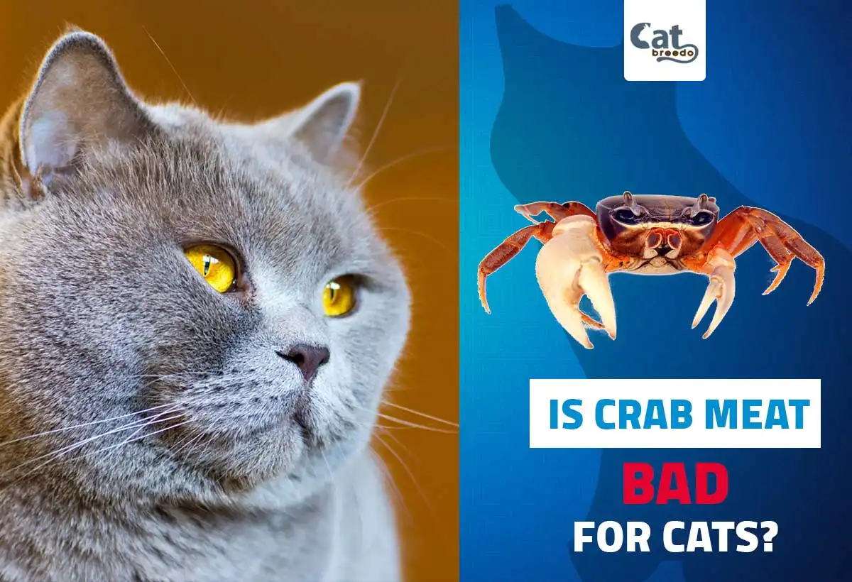 Is Crab Bad For Cats