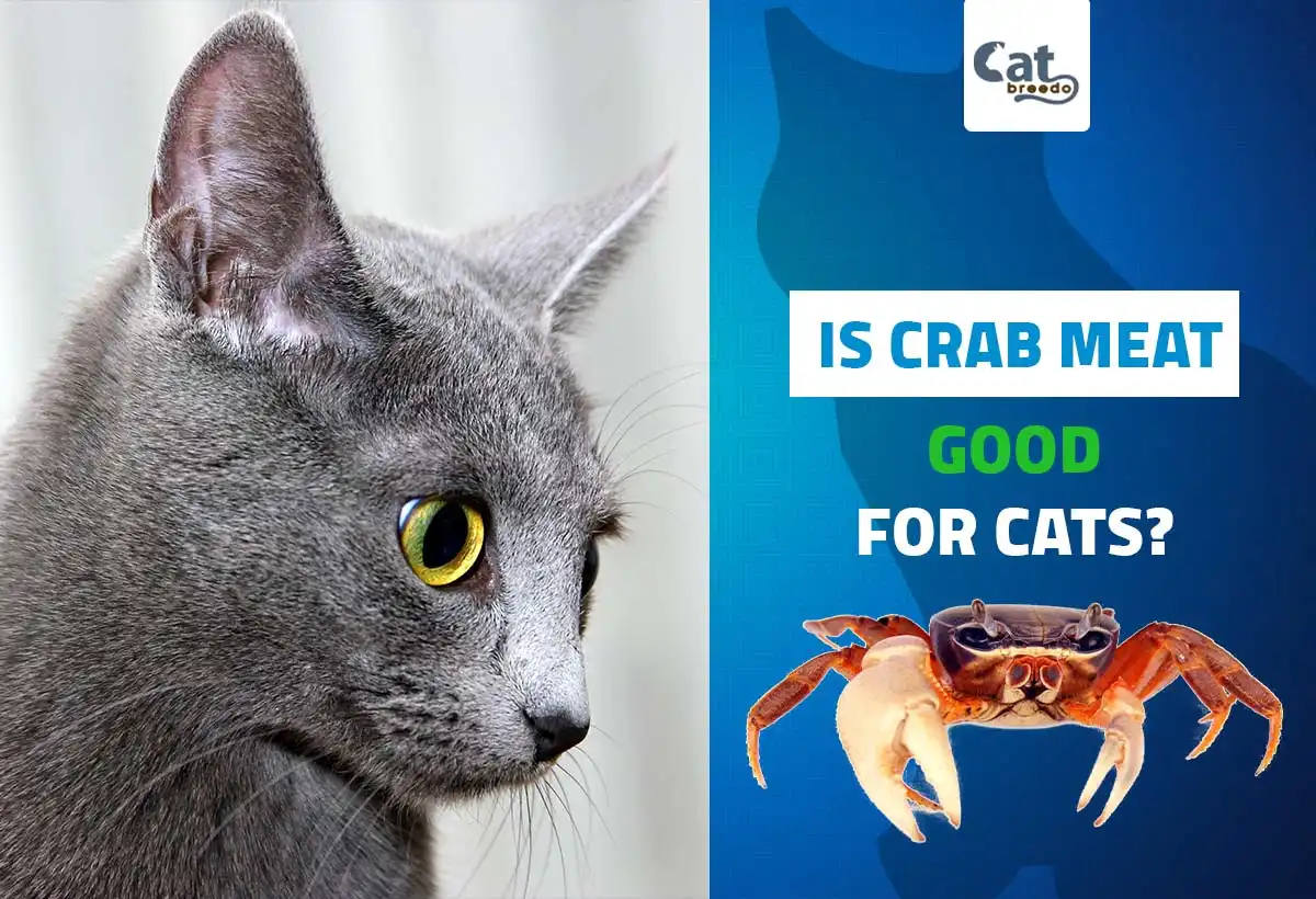 Is Crab Meat Good For Cats