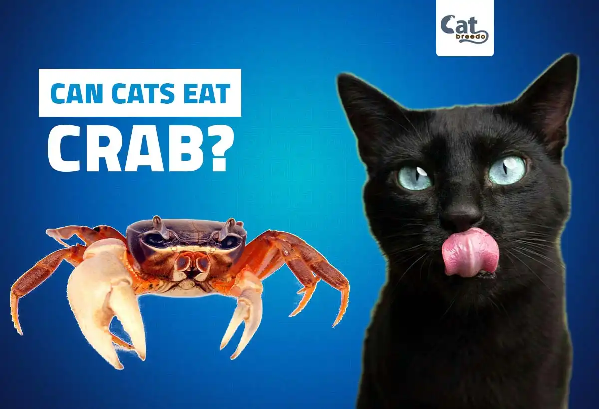 Can Cats Eat Crab