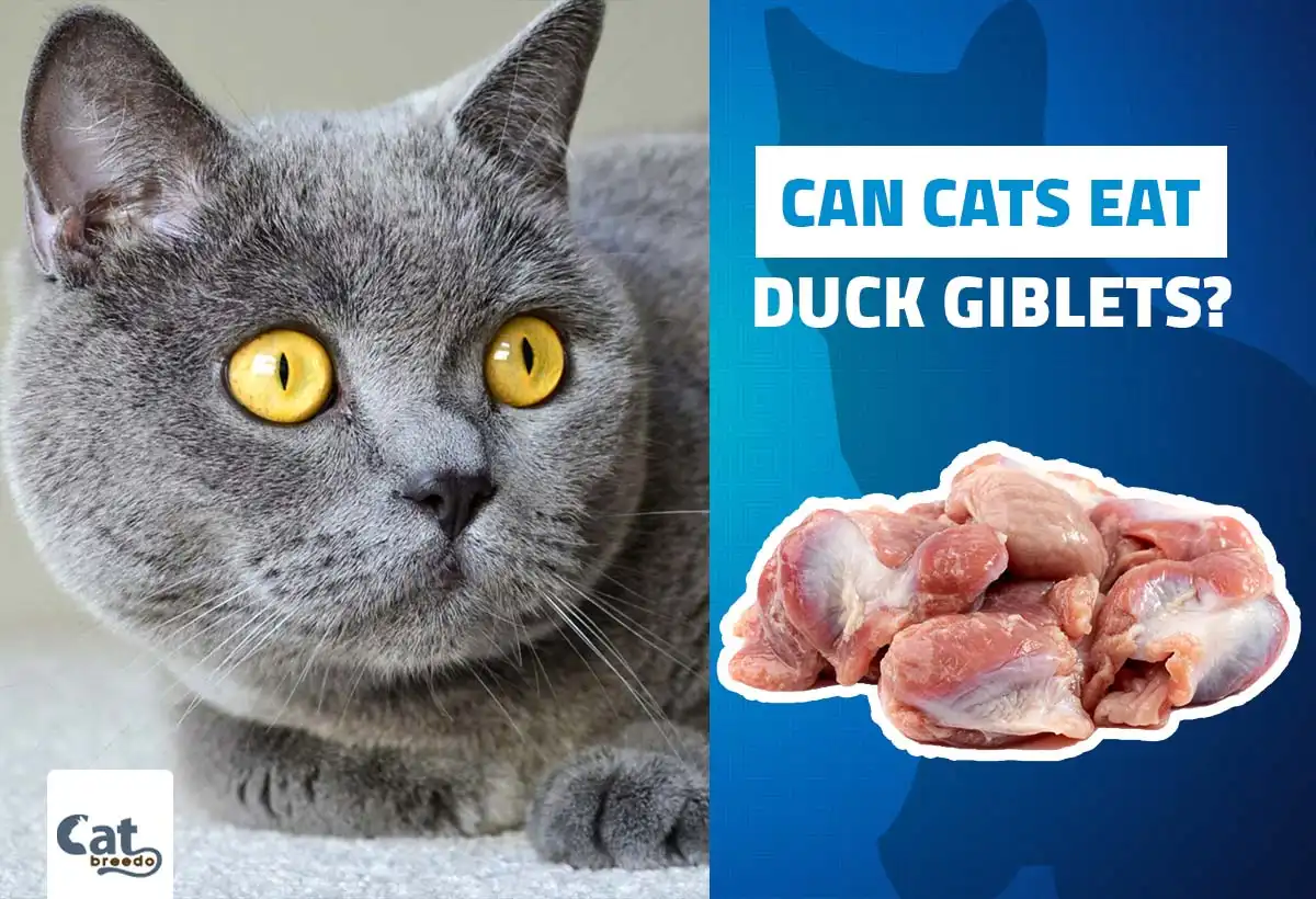 Can Cats Eat Duck Giblets