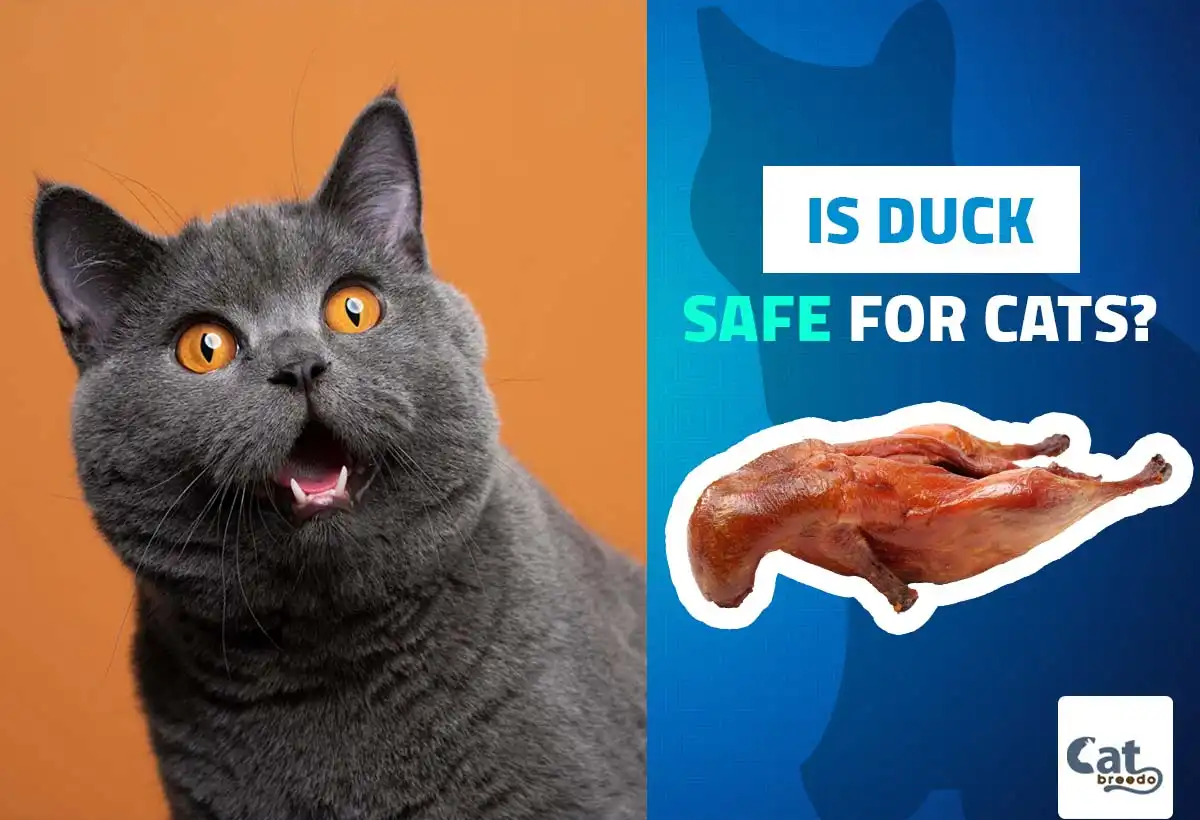 Is Duck Safe For Cats