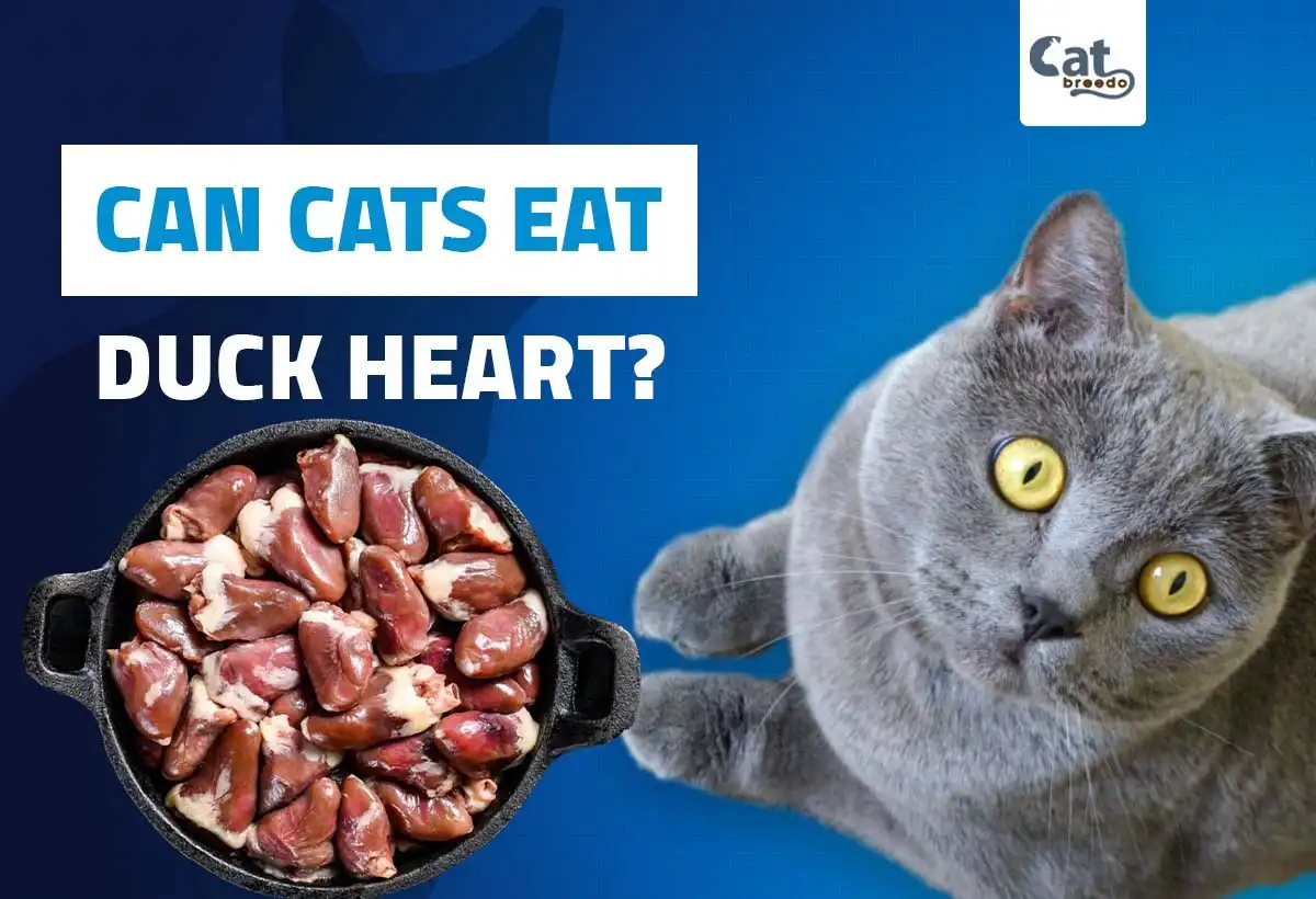 Can Cats Eat Duck Heart