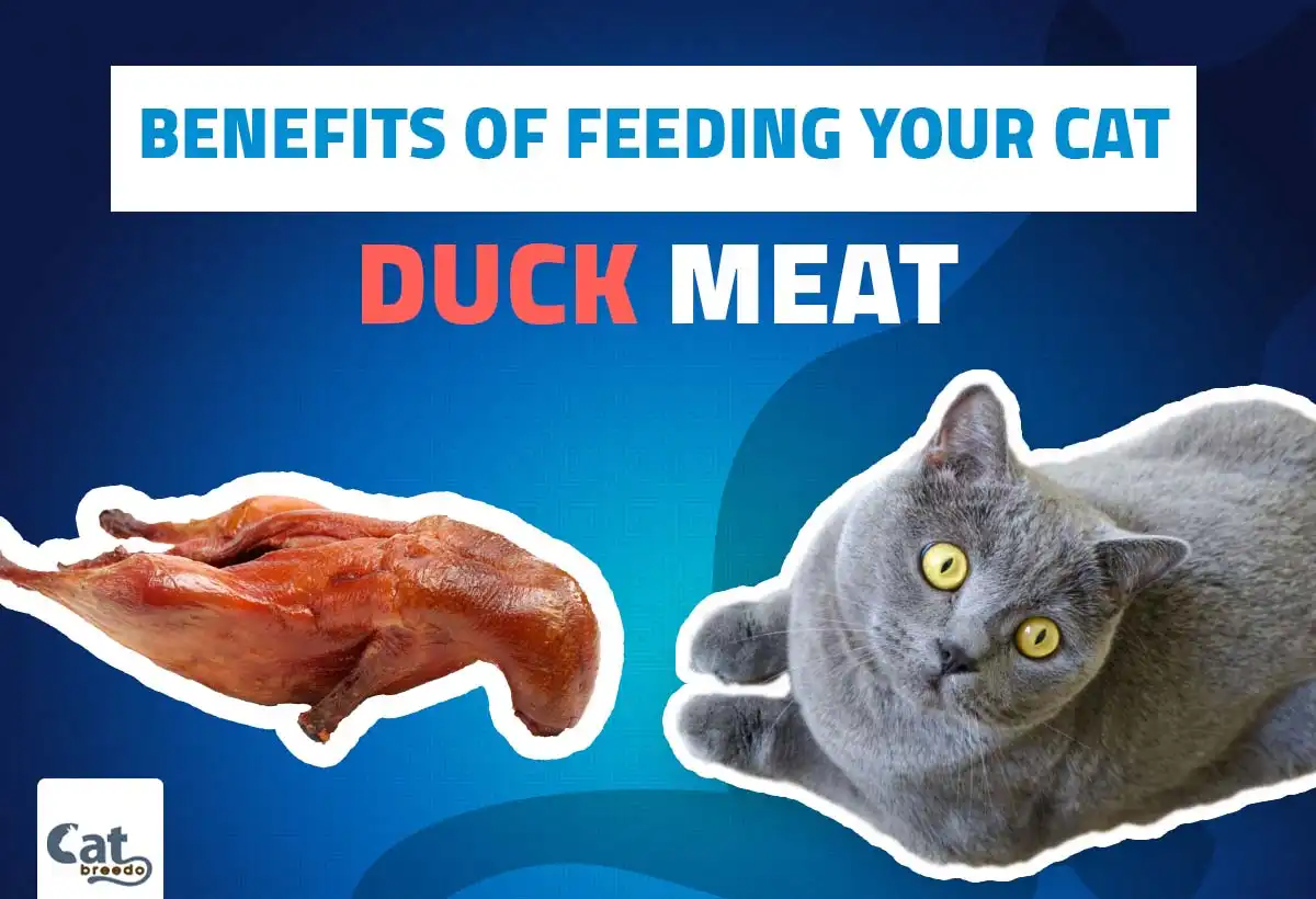 Benefits Of Feeding Your Cat Duck Meat
