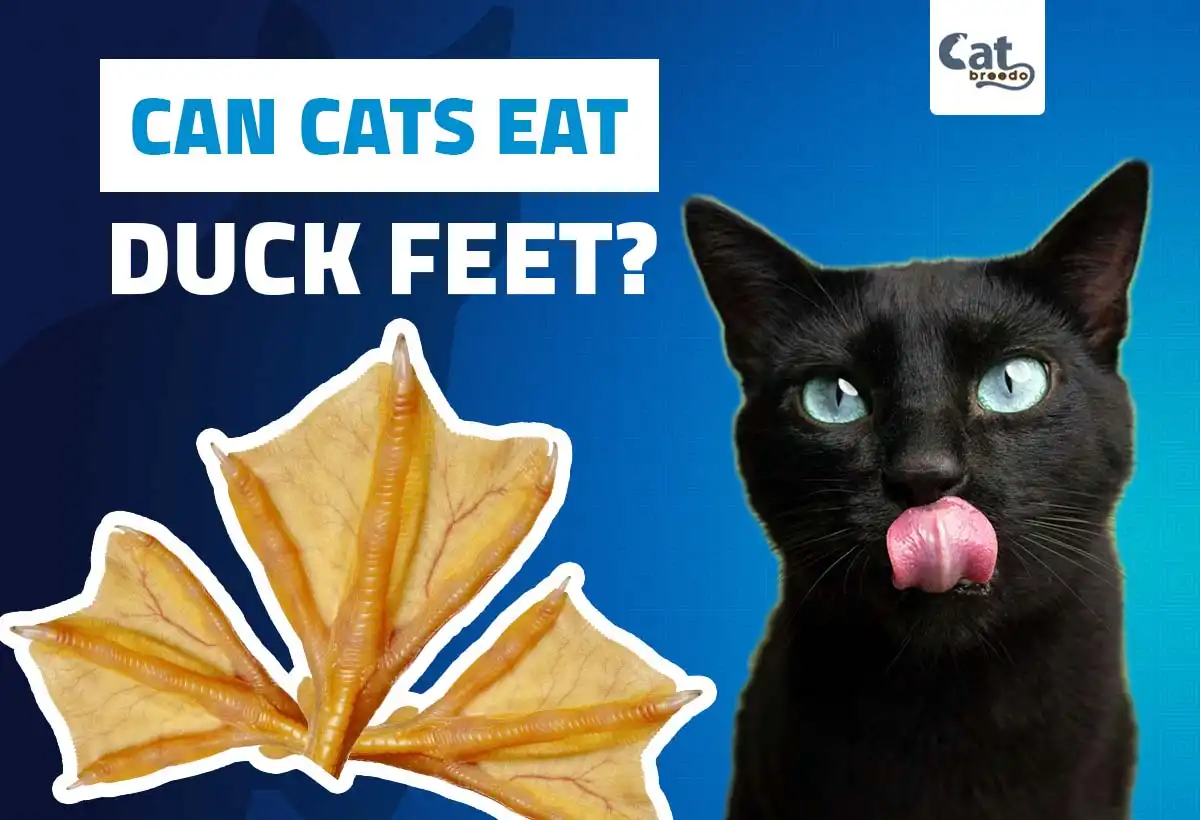 Can Cats Eat Duck Feet