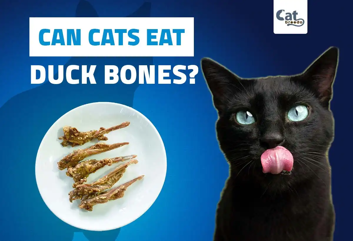 Can Cats Eat Duck Bones