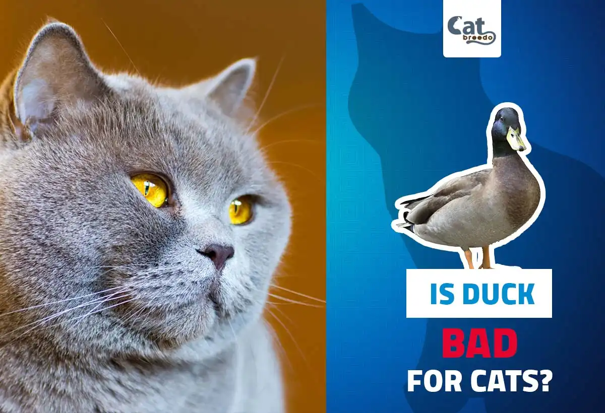 Is Duck Bad For Cats