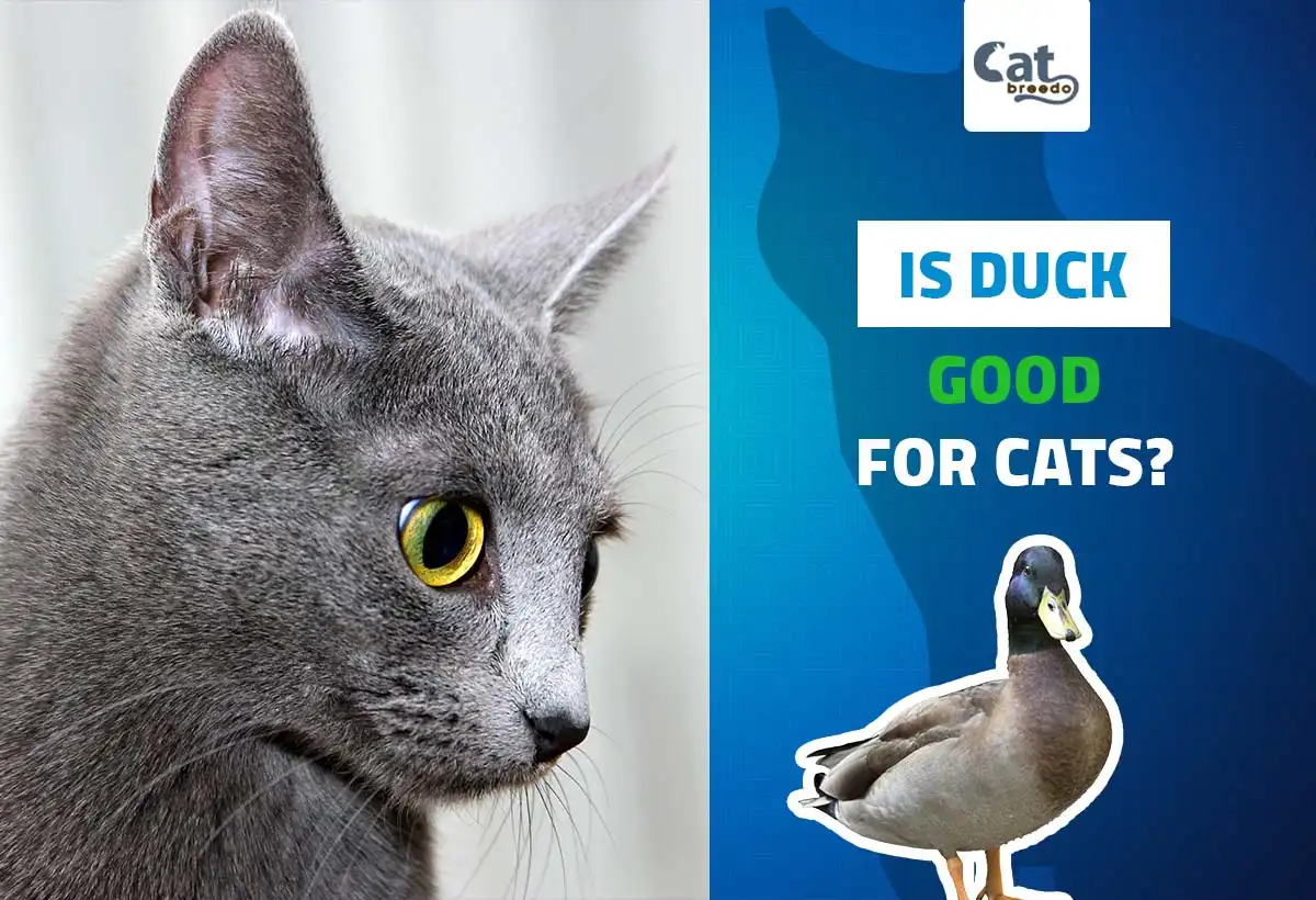 Is Duck Good For Cats