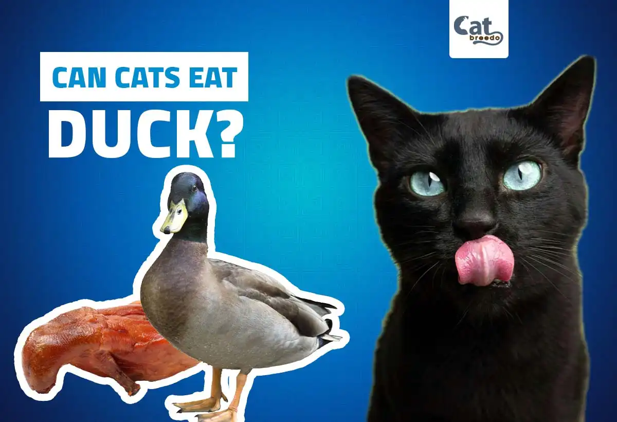 Can Cats Eat Duck