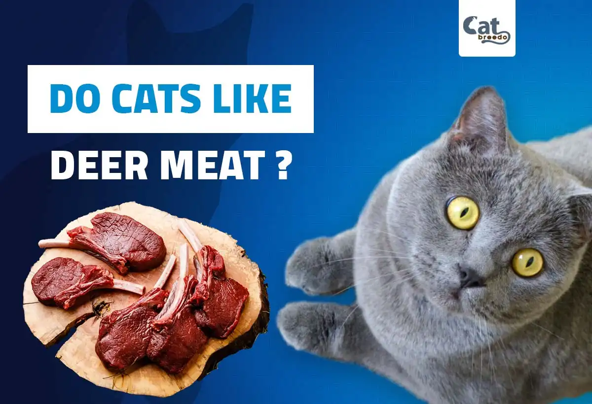Do Cats Like Deer Meat