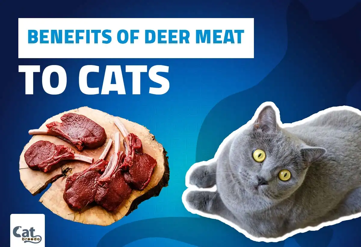 Benefits of Deer Meat To Cats