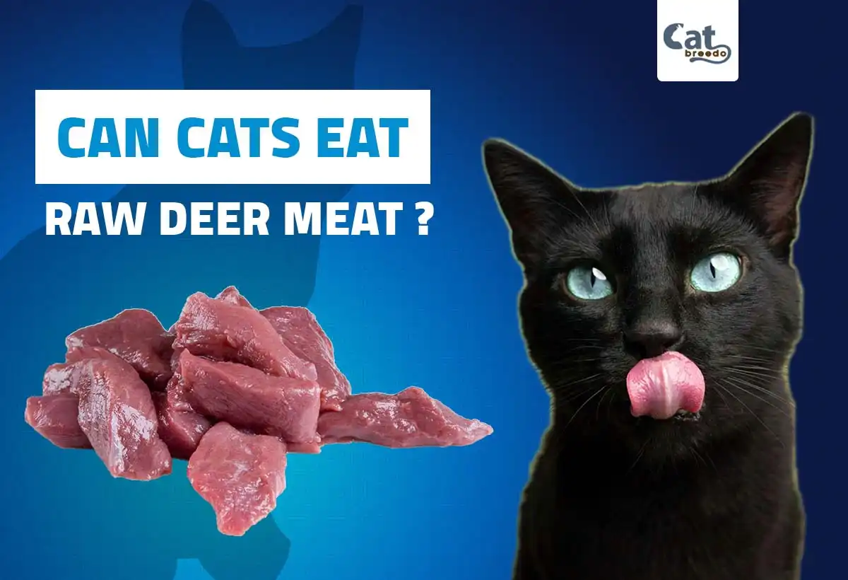 Can Cats Eat Raw Deer Meat
