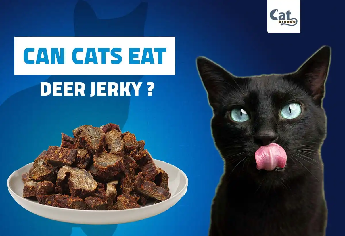 Can Cat Eat Deer Jerky