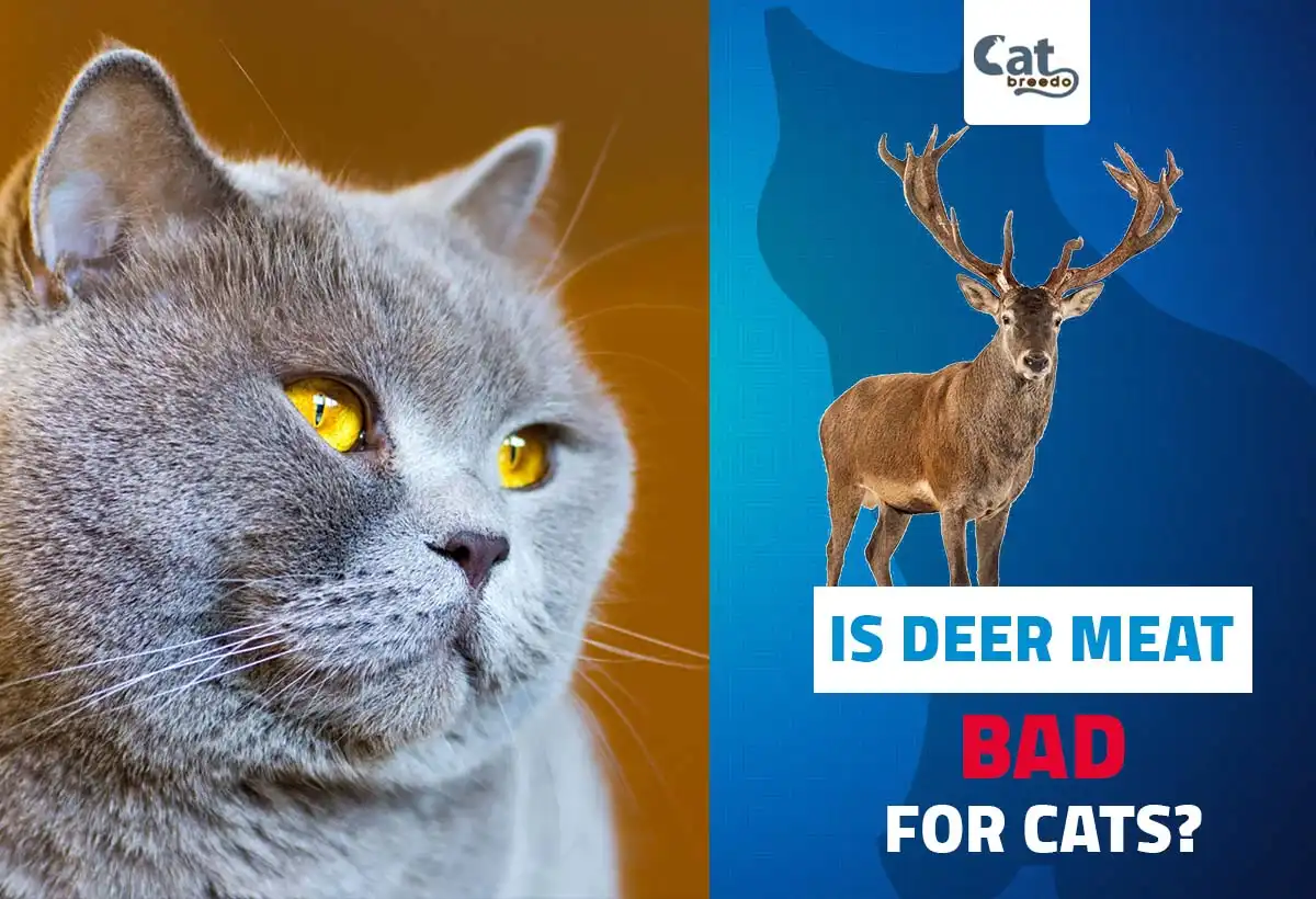 Is Deer Meat Bad For Cats