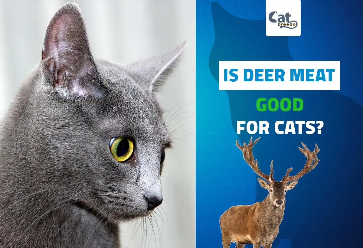 Is Deer Meat Good For Cats
