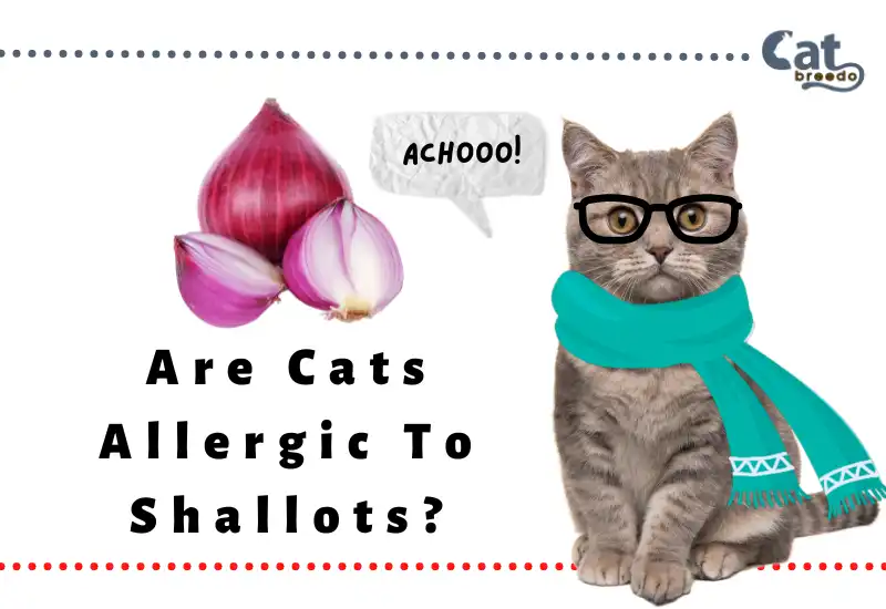 Are Cats Allergic To Shallots