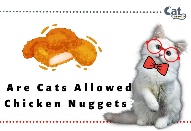 Are Cats Allowed Chicken Nuggets