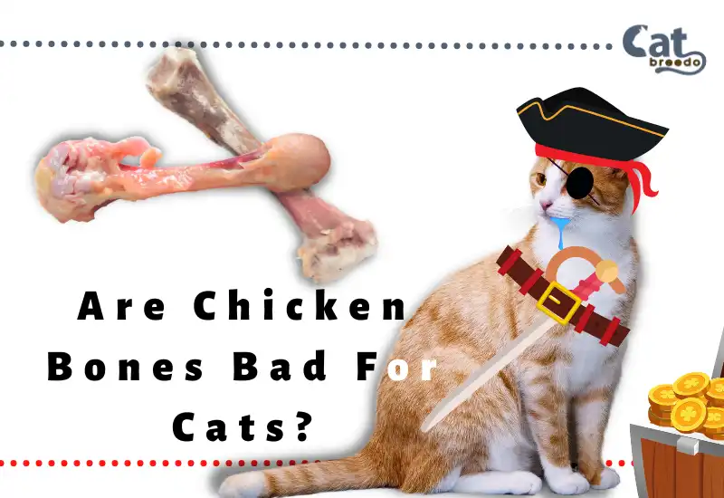 Are Chicken Bones Bad For Cats