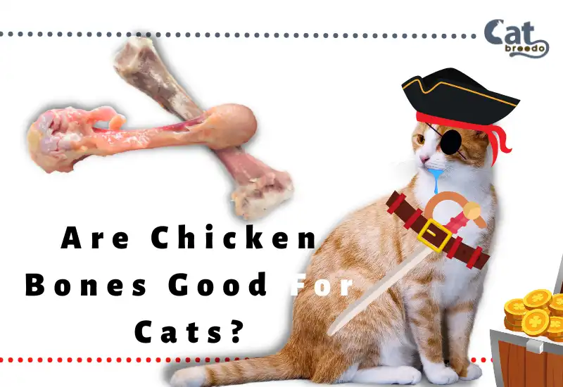 Chicken Bones Good For Cats