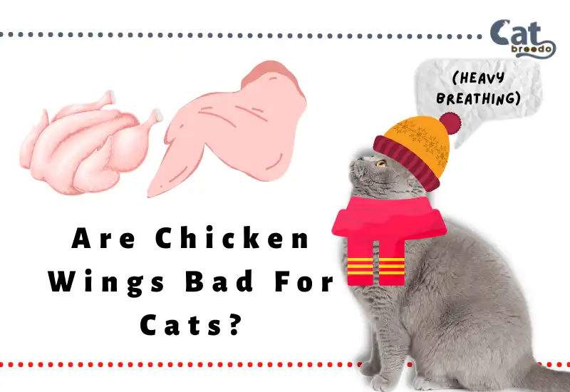 Are Chicken Wings Bad For Cats?