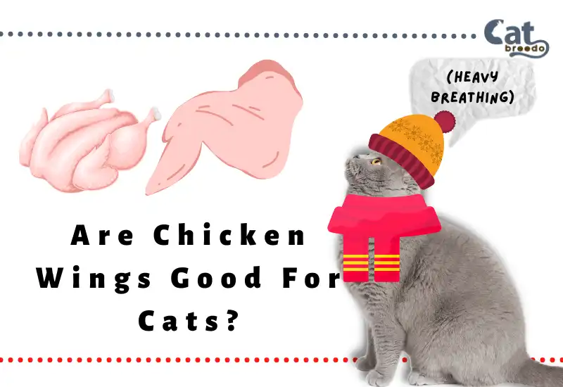 Are Chicken Wings Good For Cats