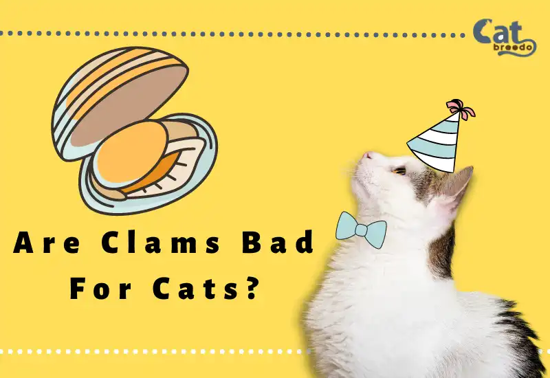Are Clams Bad For Cats
