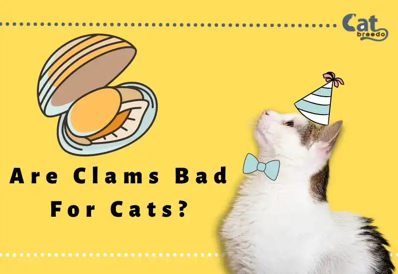 Are Clams Bad For Cats