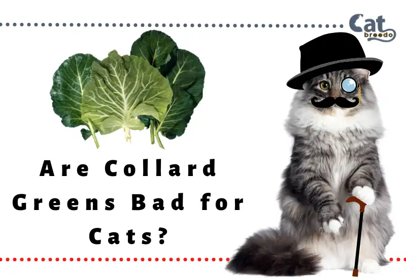 Are Collard Greens Bad for Cats

