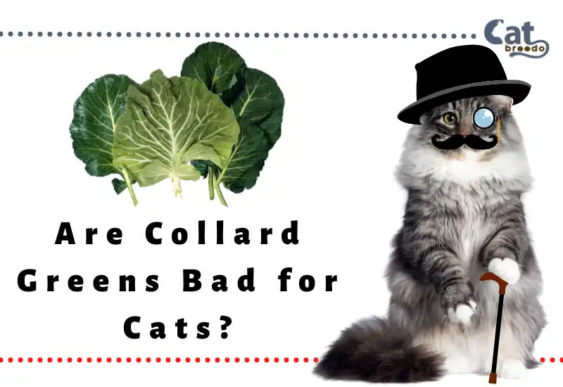 Are Collard Greens Bad for Cats