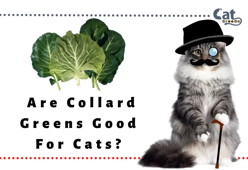 Are Collard Greens Good For Cats