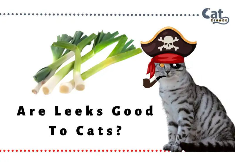 Are Leeks Good To Cats