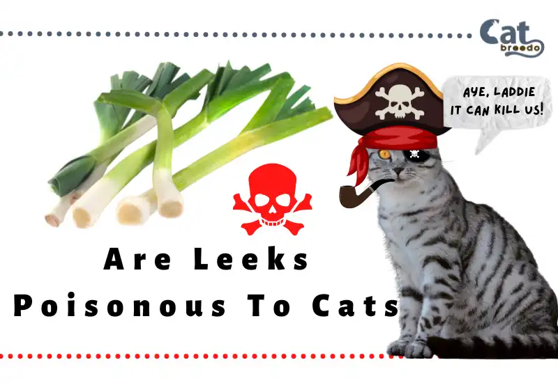 Are Leeks Poisonous To Cats
