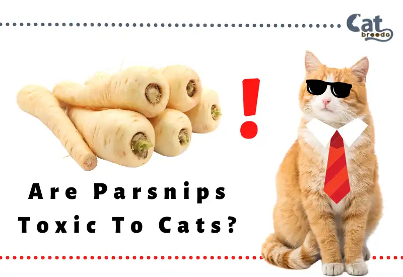 Are Parsnips Toxic To Cats