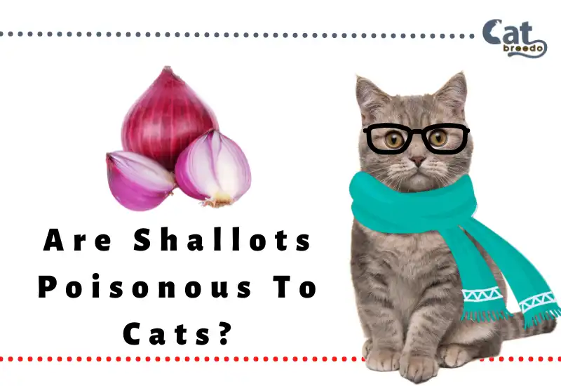 Are Shallots Poisonous To Cats