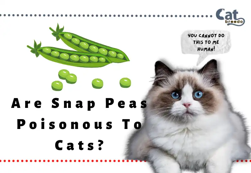 Are Snap Peas Poisonous To Cats