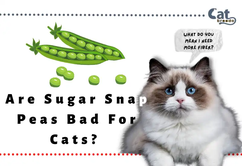Are Sugar Snap Peas Bad For Cats