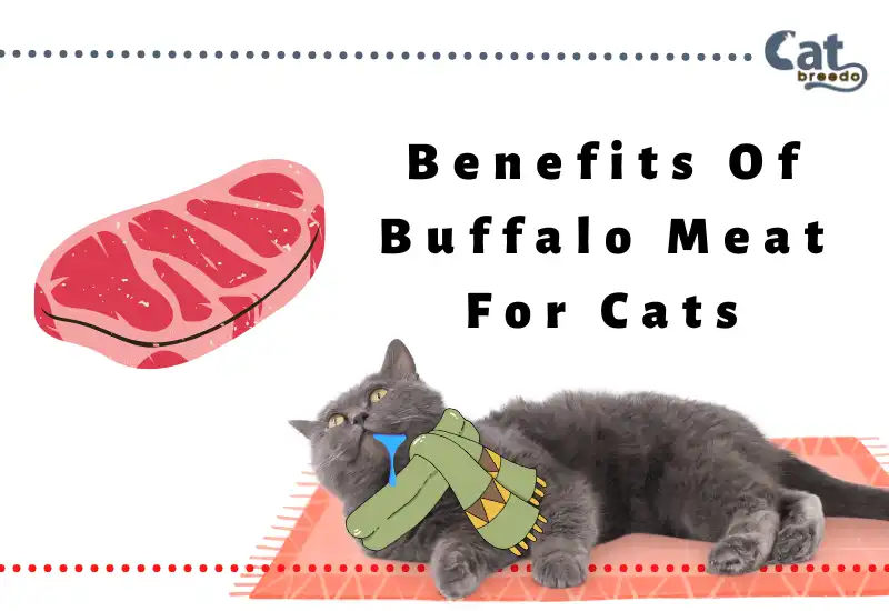 Benefits Of Buffalo Meat For Cats