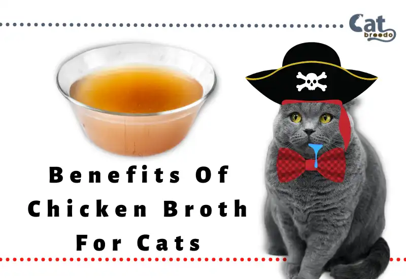 Benefits Of Chicken Broth For Cats