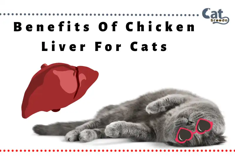 Benefits Of Chicken Liver For Cats
