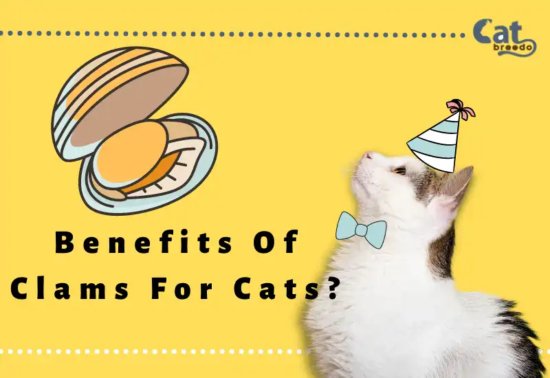 Benefits Of Clams For Cats