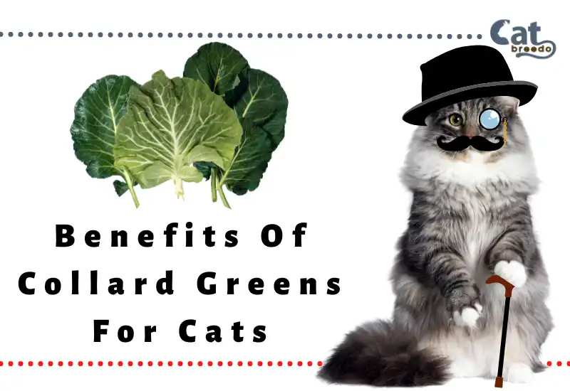 Benefits Of Collard Greens For Cats