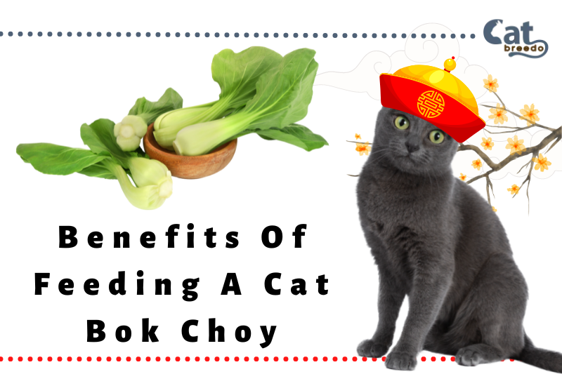 Benefits Of Feeding A Cat Bok Choy