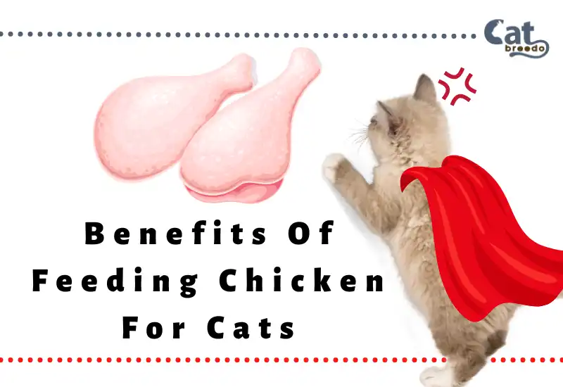 Benefits Of Feeding Chicken For Cats