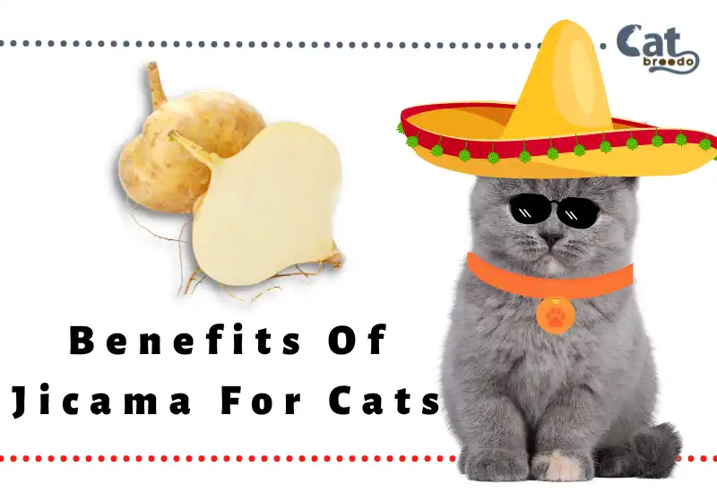 Benefits Of Jicama For Cats