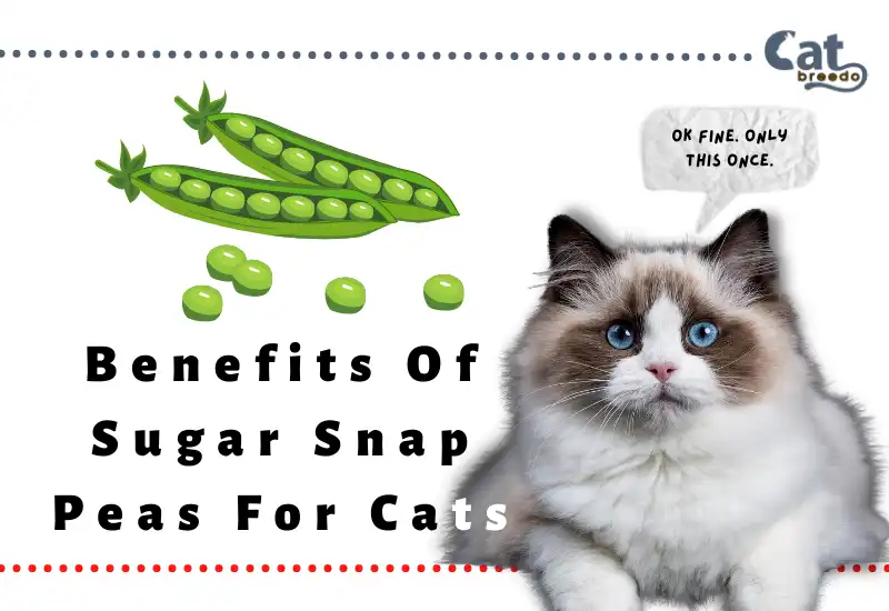 Benefits Of Sugar Snap Peas For Cats