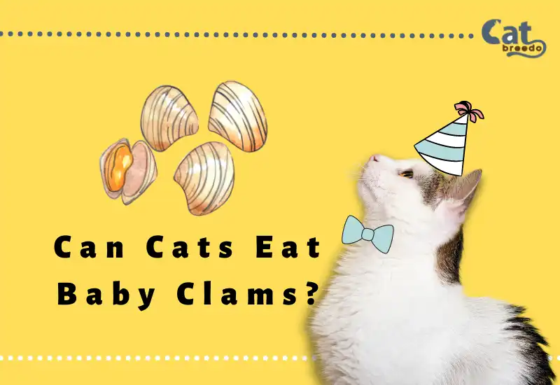 Can Cats Eat Baby Clams