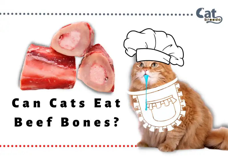 Can Cats Eat Beef Bones