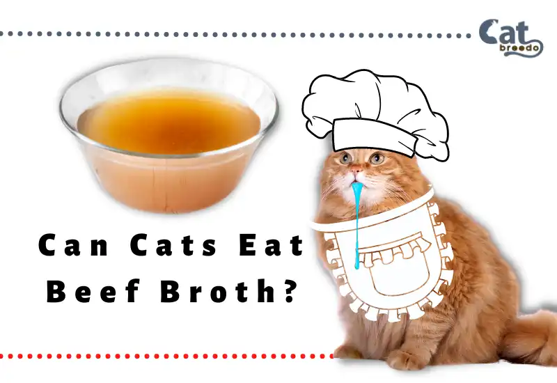 Can Cats Eat Beef Broth