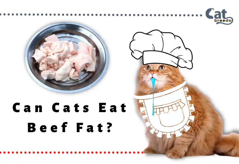 Can Cats Eat Beef Fat