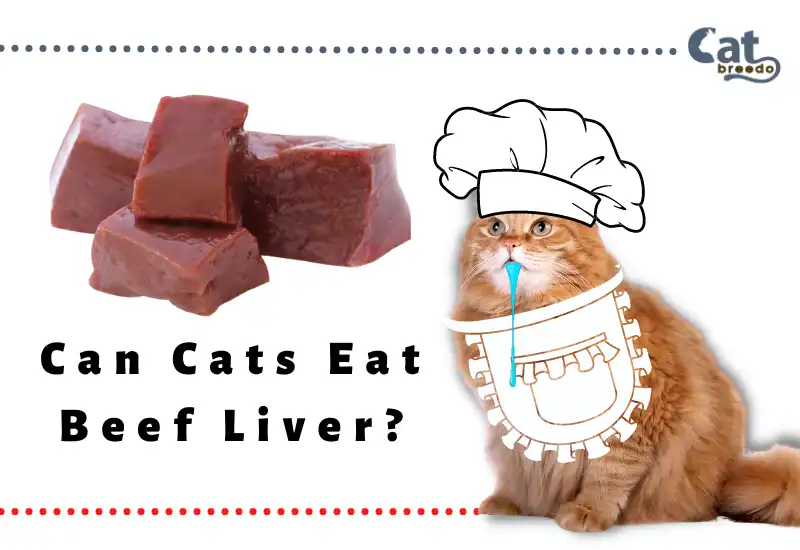 Can Cats Eat Beef Liver